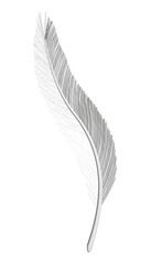 A feather is shown in a white background. The feather is long and thin, with a pointed tip. Concept of delicacy and fragility, as feathers are often associated with lightness and grace