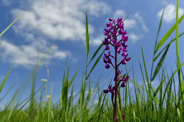 Jersey, U.K. Jersey Orchid flowers at 'Pre Noir,' a protected field.
