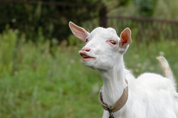 Obraz premium Funny goat grazing on a green grassy lawn. Close up portrait of a funny goat. Fanny Animal.