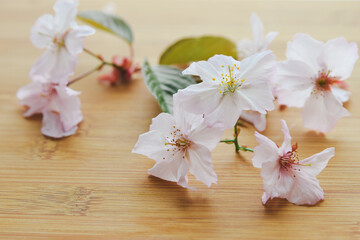 山桜の切り花
