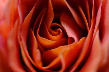 Soft closeup of orange rose petals in bloom