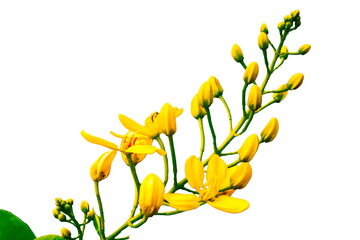 Fototapeta premium Golden shower flower transparent background stock HD photo