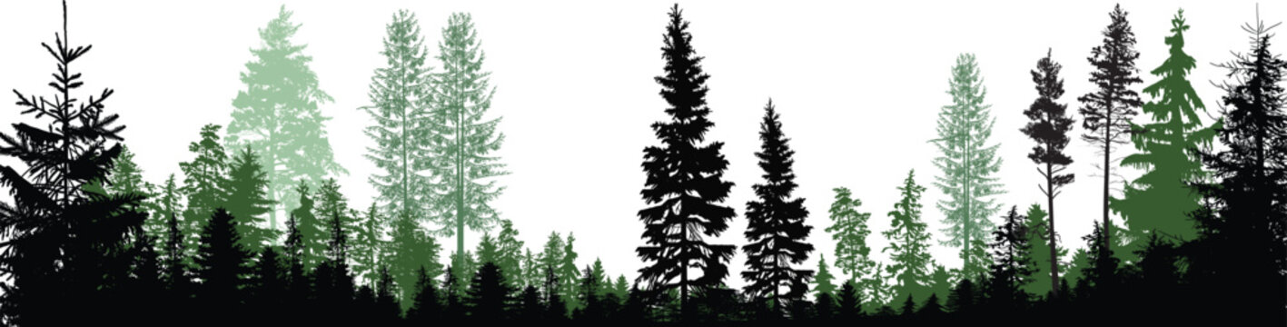 dark and light panorama forest on white