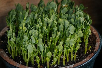 Green sprouts growing in transparent and ceramic pots, showing detailed roots and vibrant leaves, displayed on a wooden surface with a natural green background.