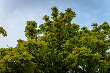 Fototapeta premium A lush canopy of chestnut tree leaves spreads under a bright blue sky, capturing the vibrant essence of springtime foliage and growth.