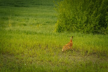 A wild hare stands alert in a lush green meadow near dense bushes, blending with the vibrant springtime landscape and natural vegetation.