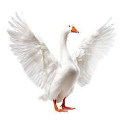 Obraz premium Majestic White Goose with Outstretched Wings - A Symbol of Freedom and Grace , isolated on white background png