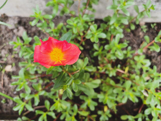 A vibrant, scarlet Portulaca grandiflora bloom with a sunny yellow center, set against a backdrop of lush green foliage and rich brown soil. The simple yet striking flower showcases its delicate