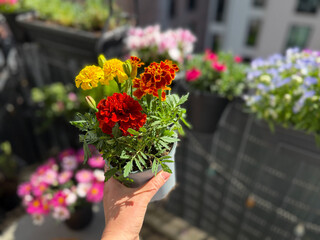 Blooming yellow orange and red Tagetes erecta marigolds decorative flowers in flower pot in female hand close up