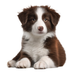 Obraz premium Adorable Border Collie Puppy Portrait - A Sweet Puppy , isolated on white background png