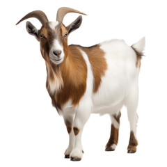 Obraz premium Captivating Portrait of a Brown and White Goat. A Stunning Image of a Domesticated Animal. Perfect for Farm or Nature Enthusiasts. , isolated on white background png