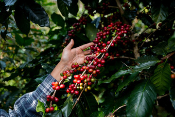 Farmer concept hand harvest ripe coffee seed robusta arabica berry close up fresh green leaf bean...