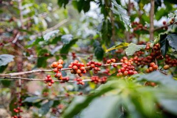 Farmer concept harvest ripe coffee seed robusta arabica berry close up fresh green leaf bean picking orange crop red yellow berries raw plant tree smart farm growth blur background eco organic garden