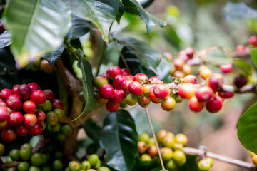 Farmer concept harvest ripe coffee seed robusta arabica berry close up fresh green leaf bean...