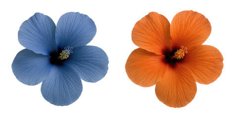 Vibrant Blue and Orange Hibiscus Flowers with Intricate Petals and Prominent Stamen, Isolated on Transparent and White Background
