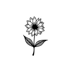 Elegant botanical illustration of a sunflower with delicate line art details