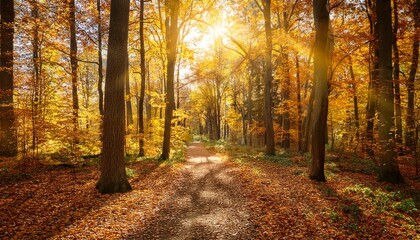 Obraz premium path in autumn sunny forest