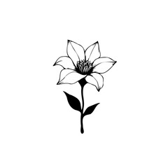 Delicate floral illustration with outlined petals and minimalist design element
