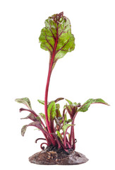 Bright and healthy beetroot leaves (microgreens) close-up isolated on a white background
