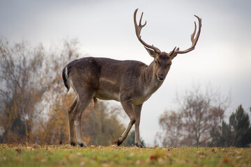 Majestic deer walks gracefully through an autumn landscape in a serene rural setting