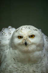 Snowy owl perched gracefully with piercing eyes in a dimly lit environment