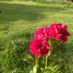 Janice kellogg roses are beautiful and bright on a green field