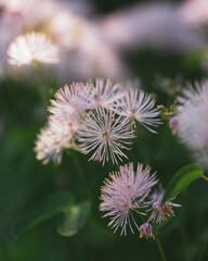 purple thistle flower