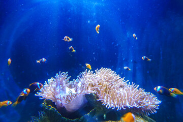 Vibrant orange-striped fish swimming gracefully among colorful coral reef underwater aquarium. A vibrant clownfish swimming among coral reefs, ultra-realistic underwater scene.