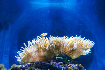 Vibrant orange-striped fish swimming gracefully among colorful coral reef underwater aquarium. A vibrant clownfish swimming among coral reefs, ultra-realistic underwater scene.