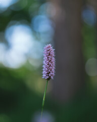 close up of lavender