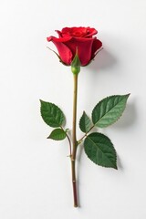 Obraz premium solitary red rose against a stark white backdrop, single bloom, background