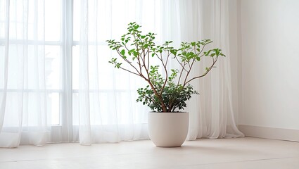 Fototapeta premium Houseplants