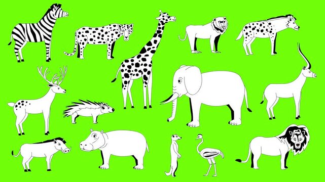 Animated video of black and white animals on a green background, safari, art.