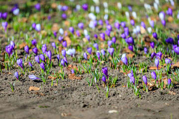 Vibrant purple and white crocuses blooming in early spring garden