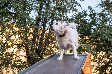Dog Standing Confidently on Agility Ramp Outdoors