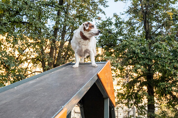 Dog stands confidently on an agility ramp in a park, surrounded by trees. The dog looks alert and focused, showcasing its skills in an outdoor training setting.