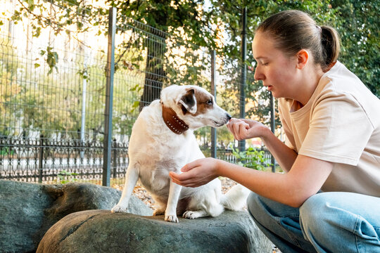 Woman Feeding Dog on Rock in Park