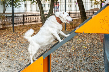 Dog Climbing Ramp at Pet Training Park Outdoors