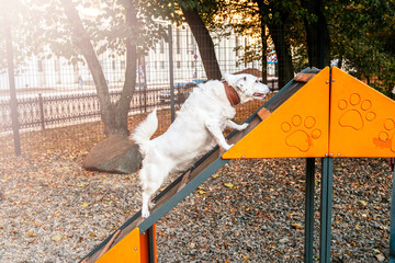 Energetic dog climbing an A-frame ramp at a park playground designed for canine agility. The white...