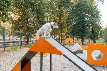 Dog Enjoys Agility Training on Park Equipment Ramp