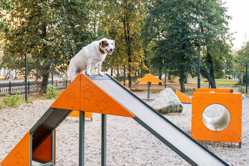 Dog perched confidently atop a triangular ramp at an outdoor agility park. The dog's energetic pose and focused demeanor capture the essence of canine adventure and training.