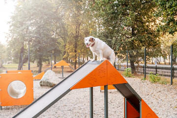 Dog perched confidently atop a triangular ramp at an outdoor agility park. The dog's energetic pose and focused demeanor capture the essence of canine adventure and training.