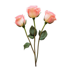 Three delicate pink roses