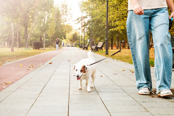 Dog Walking in Park on a Sunny Day