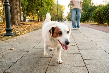 A dog happily walks along a path with his owner in the park. Defocus