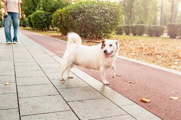 Dog Playfully Pulls on Leash During Walk in Park