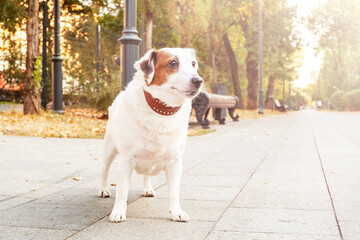 Dog on a leash stands attentively on a tree-lined park pathway with scattered autumn leaves. The scene captures a peaceful outdoor moment during a walk in the park.