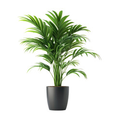 Potted palm plant