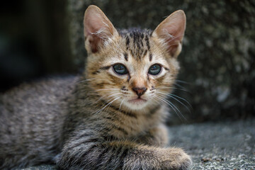 Portrait of a gray striped kitten, he lies and looks at the camera