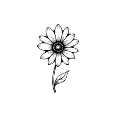 Monochrome botanical illustration of a daisy with detailed petal texture and stem